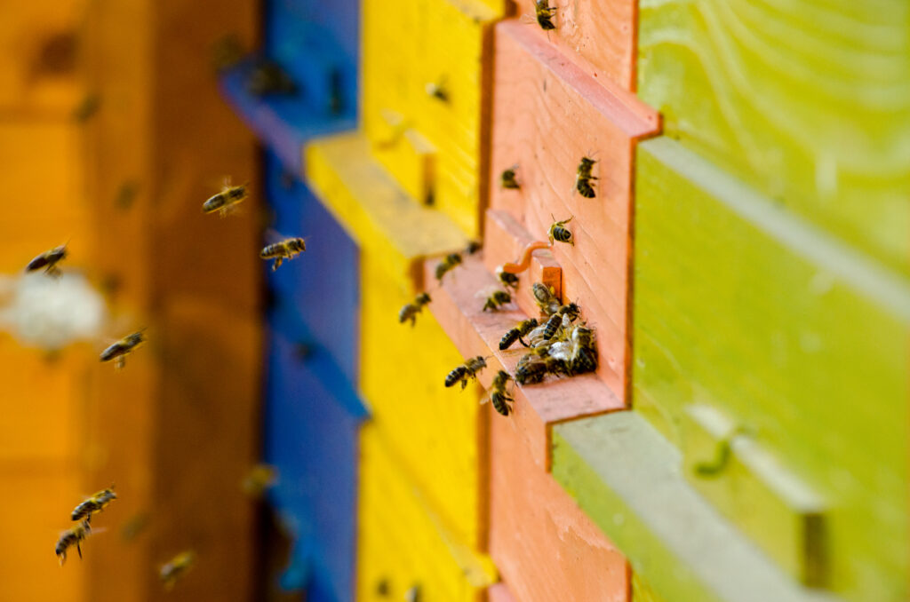 sicurezza, Cyber-Bee e Libraesva insieme per una sicurezza eco-sostenibile