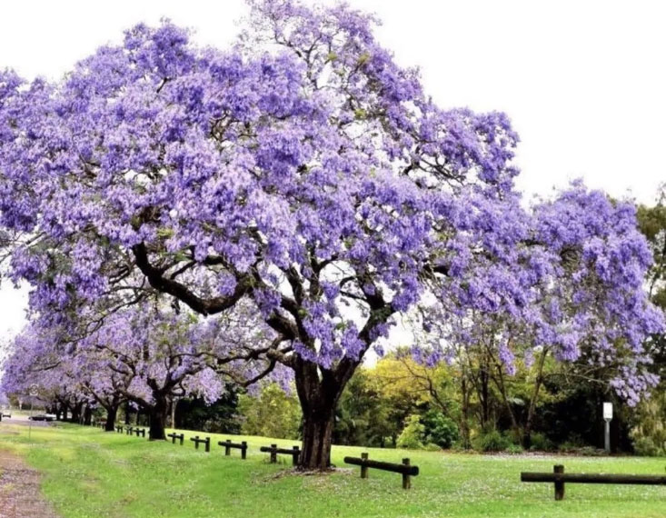 , #19milakg: il progetto di R1 Lease e 17tons che misura il valore economico degli alberi con l&rsquo;AI