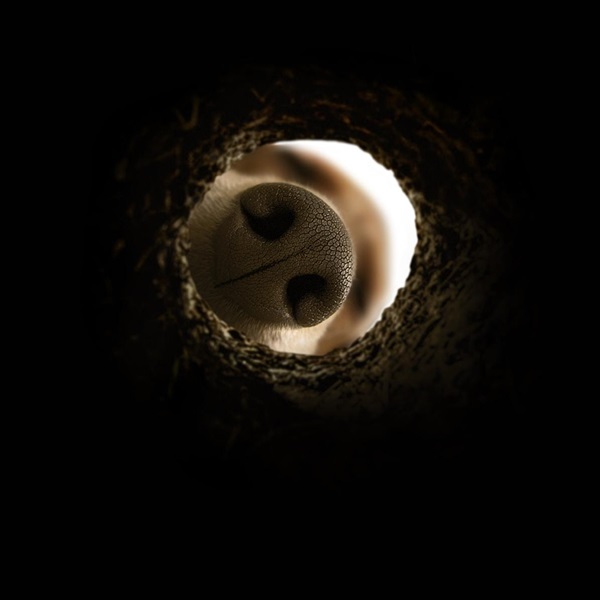 , Tartufo bianco d’Alba: tutti gli appuntamenti della stagione