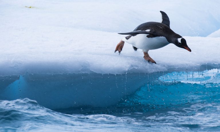 Saltare nell’acqua fredda