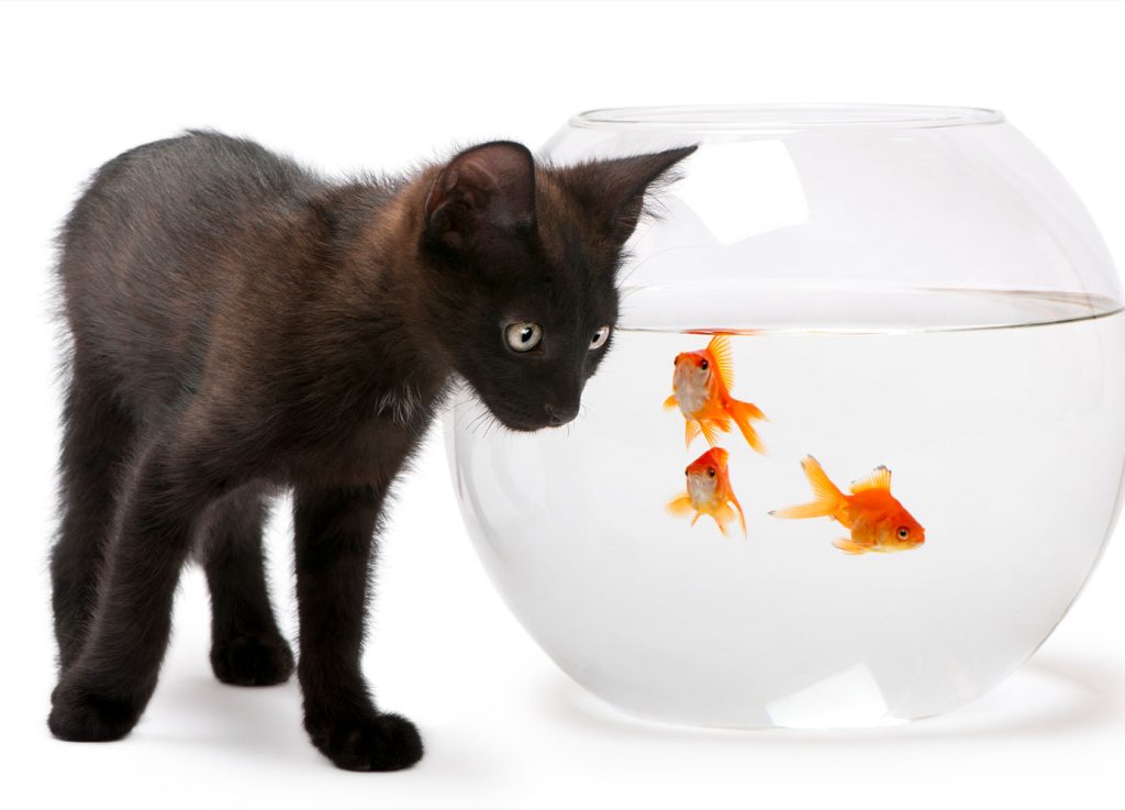 Come configurare la miglior Pet Cam, Come configurare la miglior Pet Cam