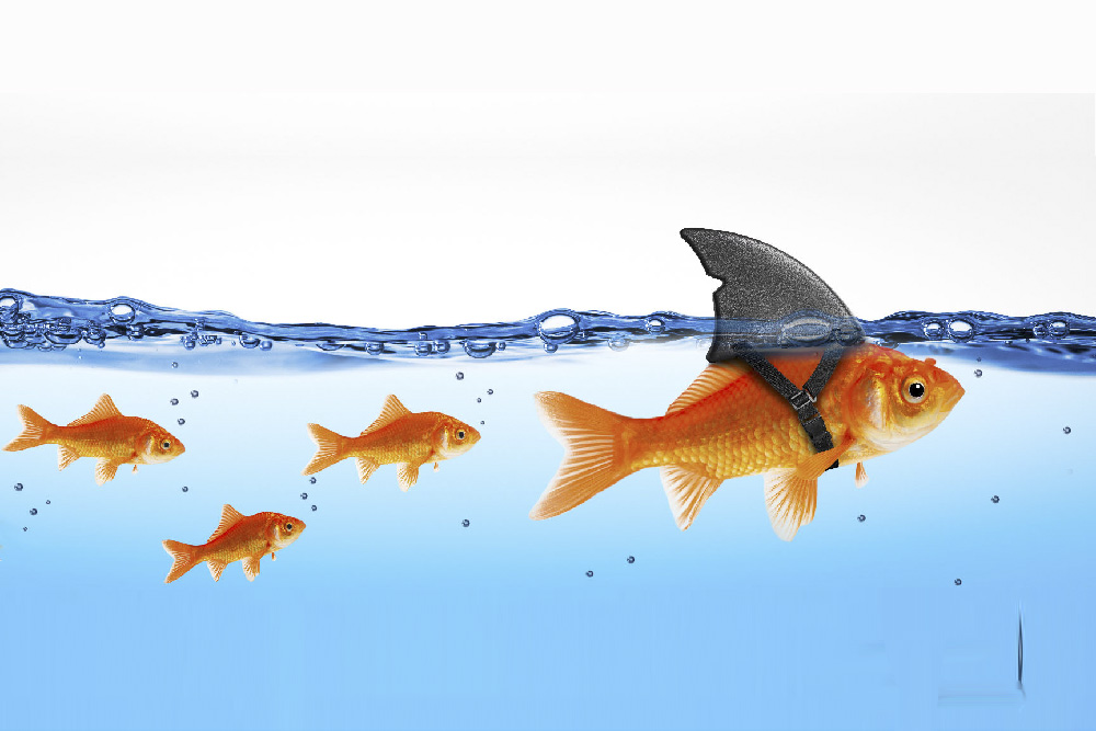 leadership, Lezioni di leadership